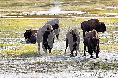 Mature North American Buffalo expressing anger Stock Photo