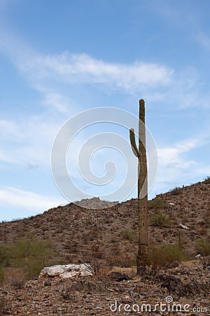 Mature Saguaro Cactus Phoenix Mountains Stock Photo