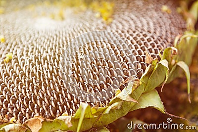 Mature sunflower natural background Stock Photo