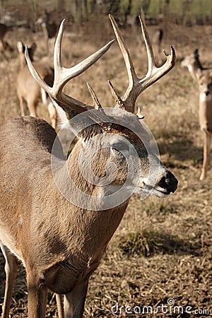 Mature whitetail buck Stock Photo