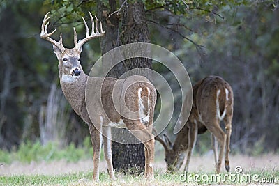 Mature whitetail buck looking back over his shoulder Stock Photo