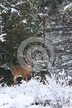 Mature Whitetail Deer Buck Poses in Winter Snow Stock Photo