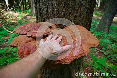 Mature Wild Reishi Mushroom growing on a tree in the Forest Stock Photo