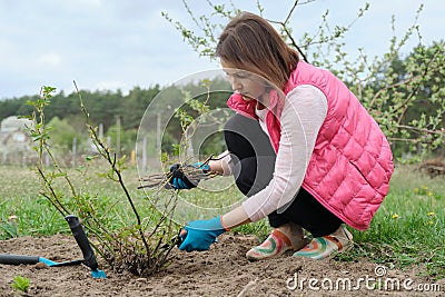 Mature woman in gloves pruning rose bushes with garden secateur, spring gardening Stock Photo