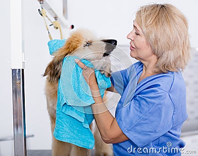 mature woman hairdresser wipes puppy of Afghan hound in hairdresser for dogs Stock Photo