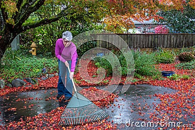 Mature woman raking wet fall leaves off a driveway, garden in background, fall cleanup Stock Photo