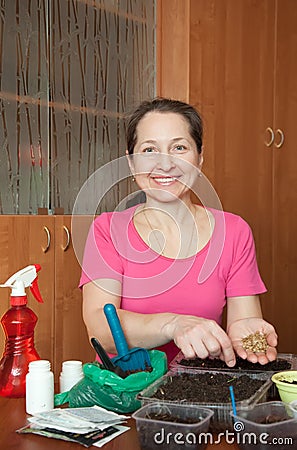 Mature woman sows seedlings Stock Photo