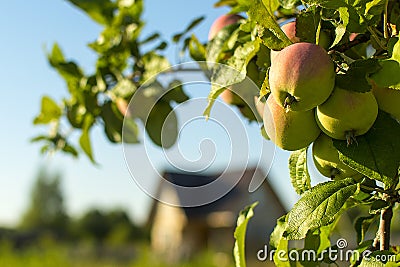 Mature yellow-red apples on a branch Stock Photo