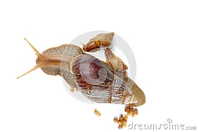 Mature and young giant African snails Stock Photo