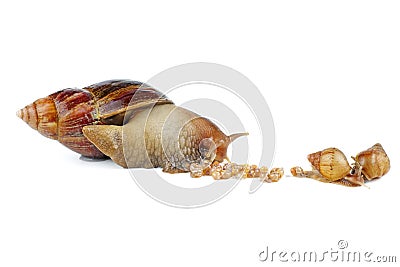 Mature and young giant African snails Stock Photo