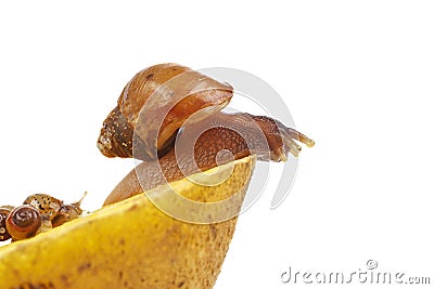 Mature and young giant African snails Stock Photo