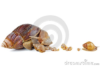 Mature and young giant African snails Stock Photo