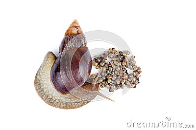 Mature and young giant African snails Stock Photo