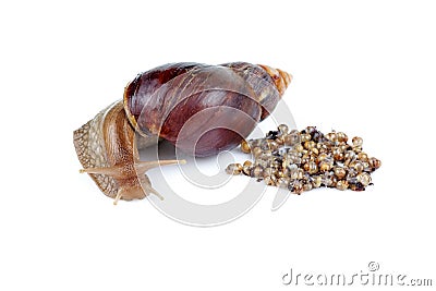 Mature and young giant African snails Stock Photo