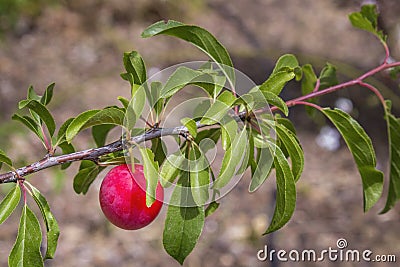 Maturing plum, a fruit from the Prunus domestica deciduous tree species, it may have been one of the first fruits cultivated Stock Photo