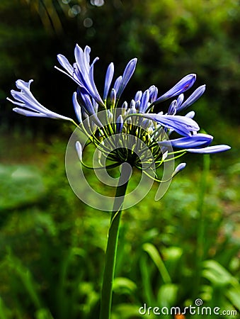 Agapanthus African Lily from Maui Botanical garden Stock Photo