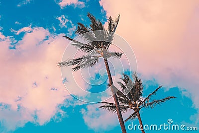 Maui - Coconut Palms At Sunset Stock Photo