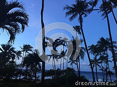 Maui Palm Tree Sunrise with Oceanview Stock Photo