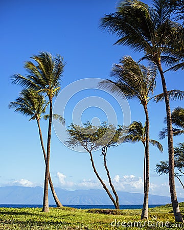 Maui palm trees, Hawaii Stock Photo