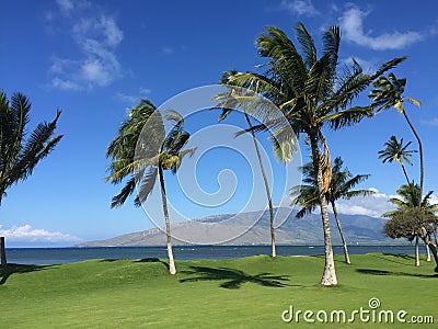 Maui Palm Trees Stock Photo