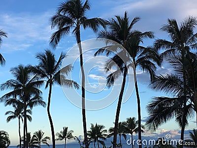 Maui palm trees summertime blue sky Stock Photo