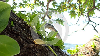 Maupiti island , green vegetation on the beach of bora French Polynesia Stock Photo