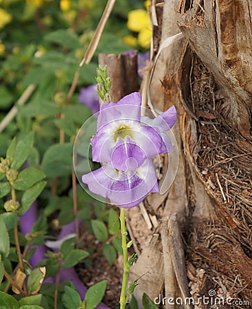 Maurandya in bloom Stock Photo