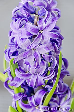 Mauve blue Hyacinthus orientalis, garden hyacinth flowers, bulbs Stock Photo