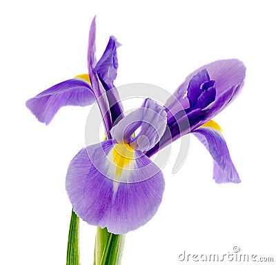 Mauve, blue iris flower, close up, isolated white background Stock Photo