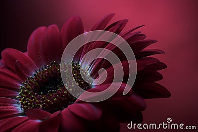 Mauve Flower Composition 2. Stock Photo