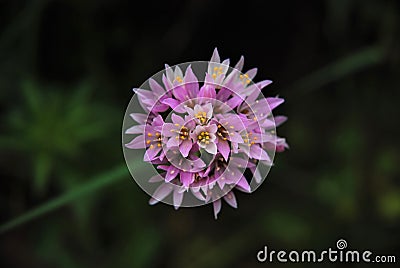 Mauve flower Stock Photo