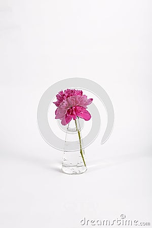 Mauve flower in a jar Stock Photo