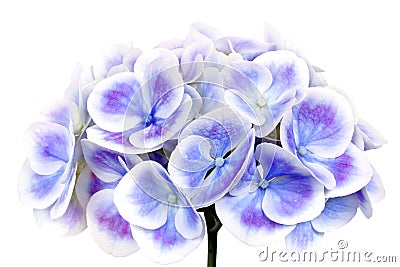 Mauve Hydrangea Flower Isolated Stock Photo