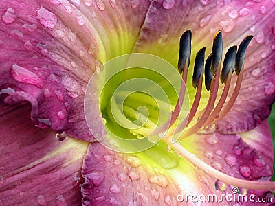 Mauve lily Stock Photo