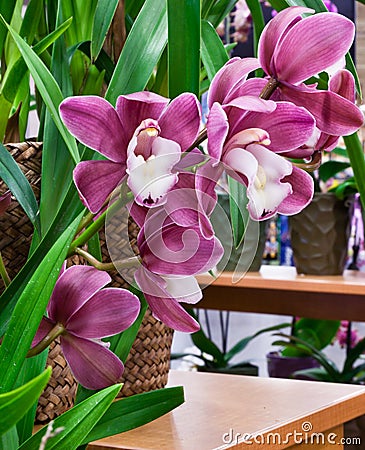 Mauve Orchids Stock Photo