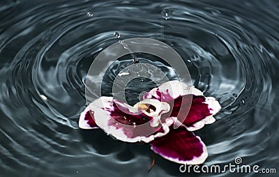 Mauve orchids flower on blue water and splashes. Water splash. Waves. Drops. Close up Stock Photo