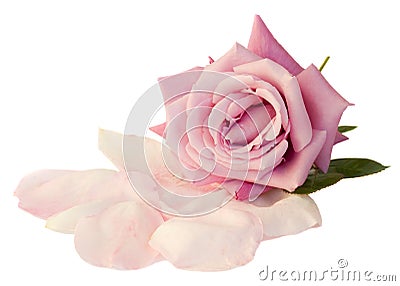 Mauve rose with petals Stock Photo