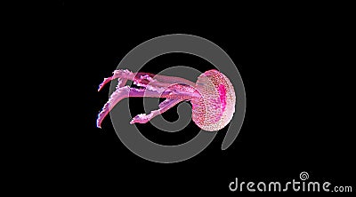 Mauve stinger purple jellyfish - Pelagia noctiluca Stock Photo