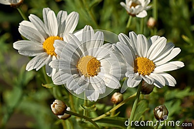 Max chrysanthemum, Leucanthemum maximum Stock Photo