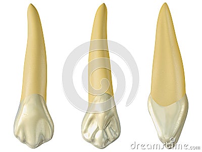 Maxillary canine tooth in the buccal, palatal and lateral views. Realistic 3d illustration of maxillary canine tooth Cartoon Illustration