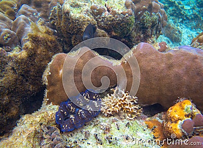 Maxima with blue lips and coral fish. Coral reef underwater. Marine with lips. Tropical seashore snorkeling Stock Photo