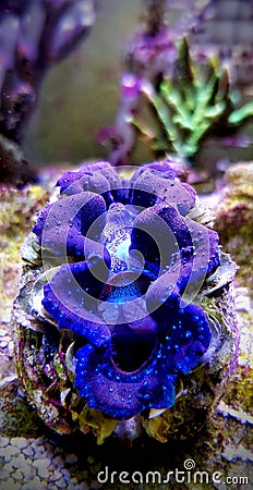 Maxima blue colored - Tridacna maxima Stock Photo