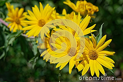 Maximilian Sunflower on a bright, sunny day. Stock Photo