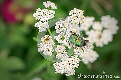 May beetle on white flower on green grass background Stock Photo
