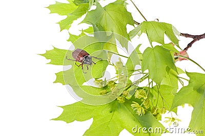 May beetle on young maple leaves Stock Photo