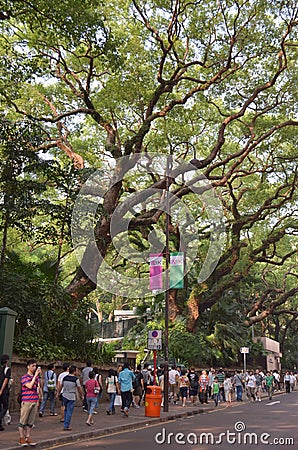 the big tree , sie by the Haiphong Road , hk 2013 May 11 Editorial Stock Photo