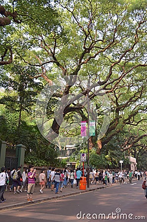 the big tree , sie by the Haiphong Road , hk 2013 May 11 Editorial Stock Photo