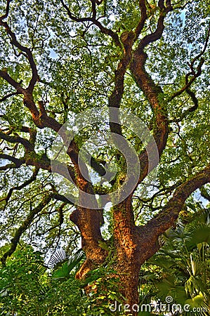 the big tree , sie by the Haiphong Road , hk 2013 May 11 Editorial Stock Photo