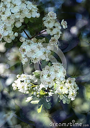 May blossom flowering in the spring Stock Photo