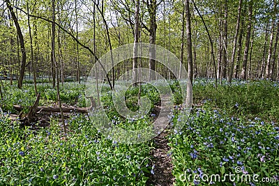 May Bluebell Forest Fantasy Stock Photo